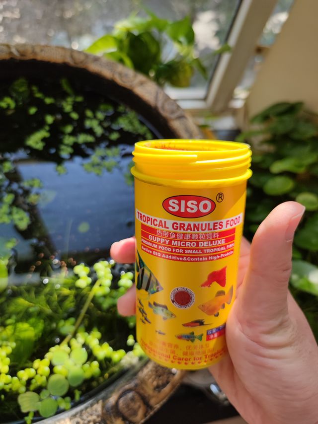 适合小鱼的鱼食