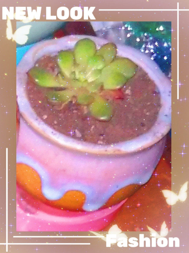 金之春多肉植物！如同开花般的灿烂！