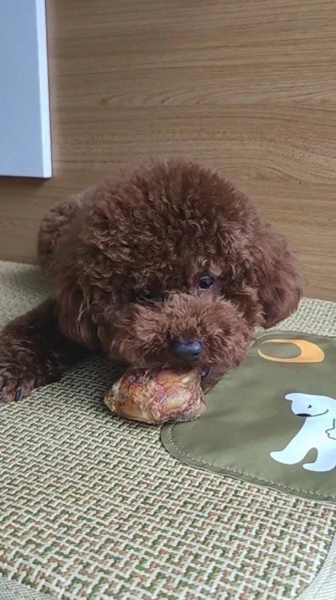 迪迪妈狗粮