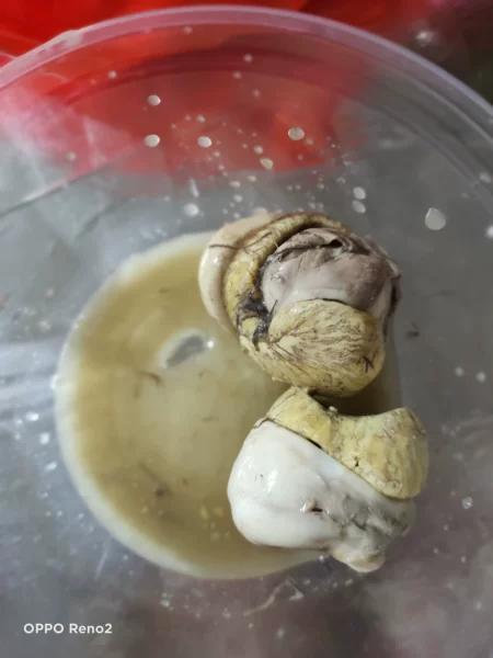 新鲜13天活珠子鸡胚蛋20只开袋即食熟