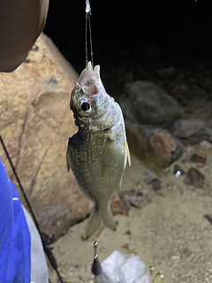 论海里的鱼🐟有多猛？看这里就知道