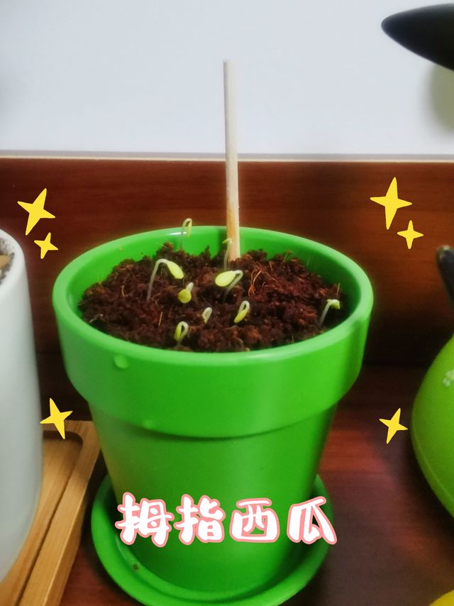 这盆小小的植物治愈了我