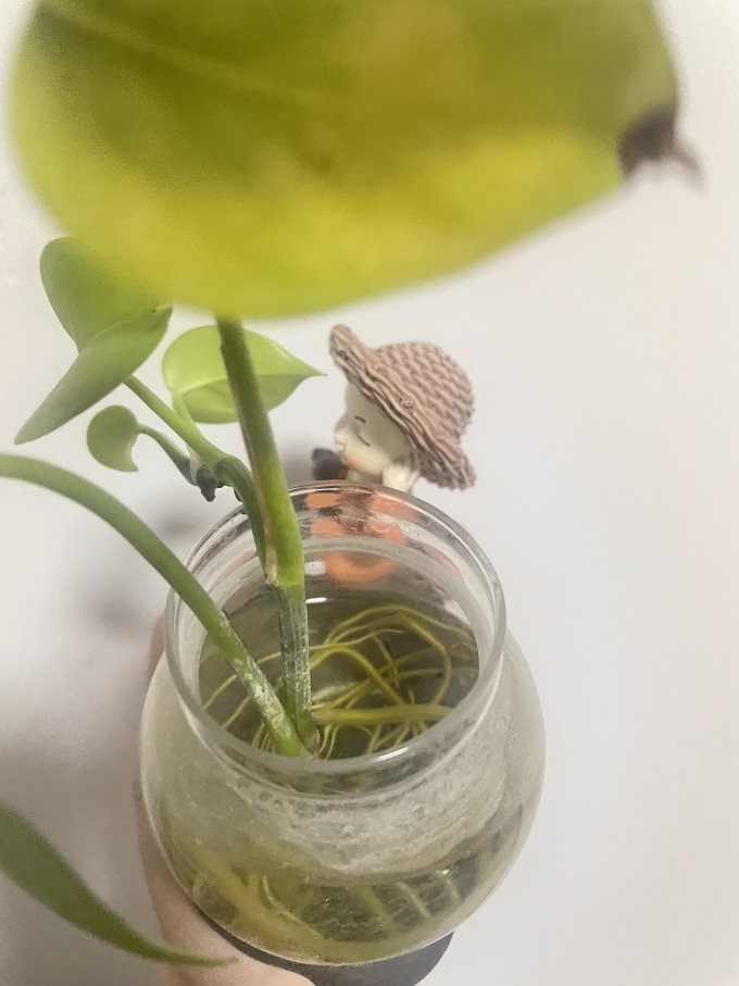 蕊杰鲜花绿植