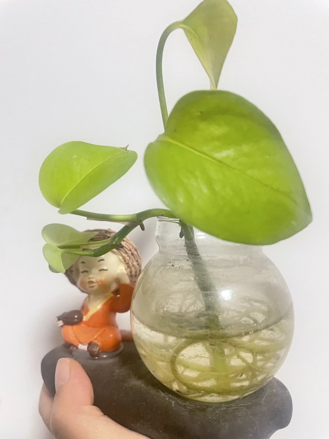 蕊杰鲜花绿植