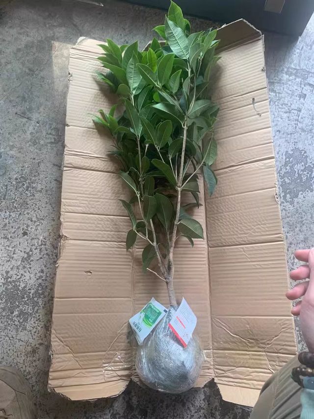 桂花树苗盆栽金桂四季桂丹桂花卉植物室内外