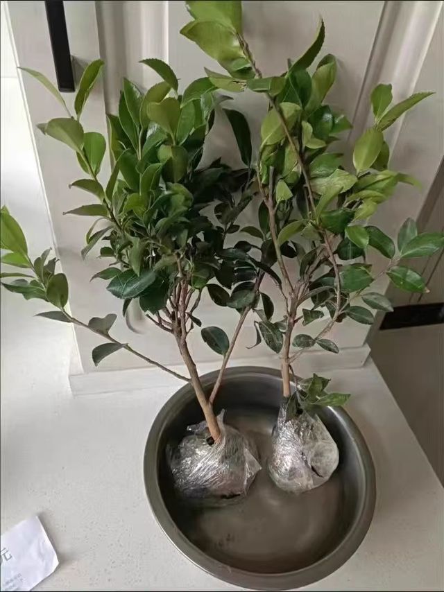 香妃山茶花盆栽带花苞五色赤丹花卉植物室内