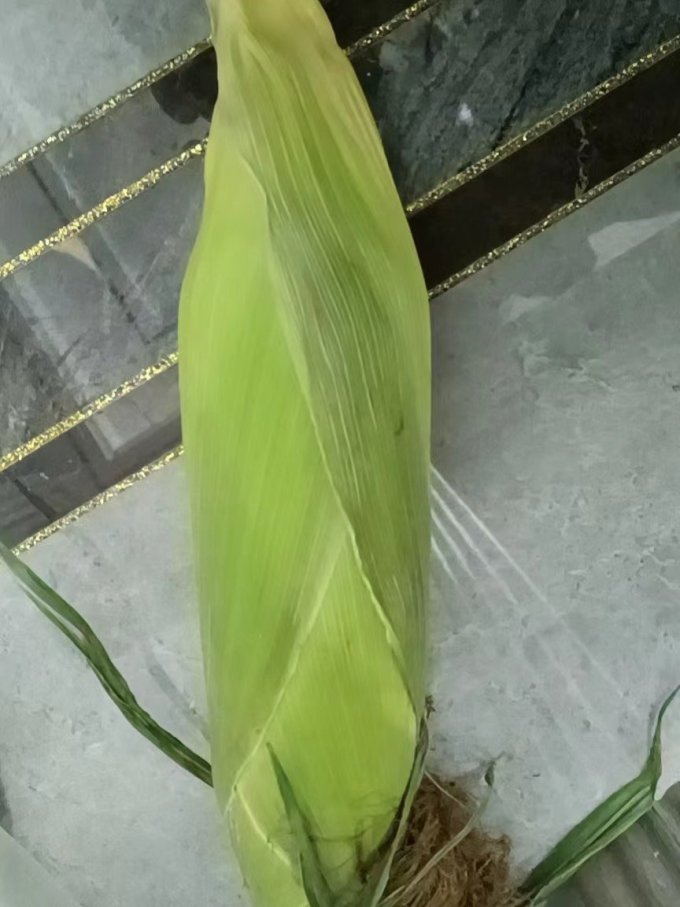 薯小萌蔬菜