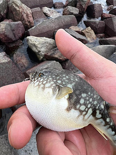 河豚🐡这牙齿🦷也太搞笑了吧