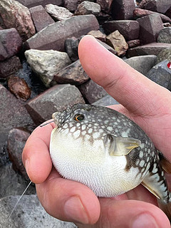 河豚🐡这牙齿🦷也太搞笑了吧