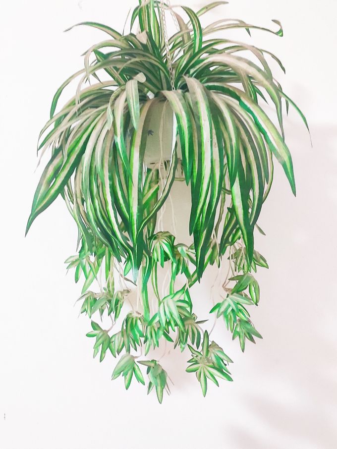 意轩盆栽