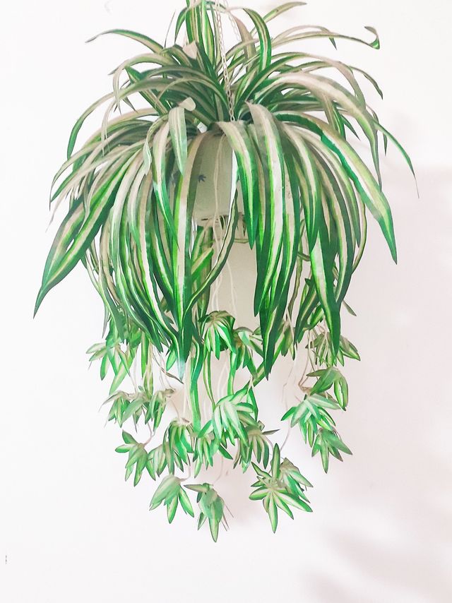 点缀生活小物——假花吊兰