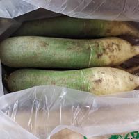 潍坊萝卜水果萝卜甜脆水果型潍县沙窝青萝卜
