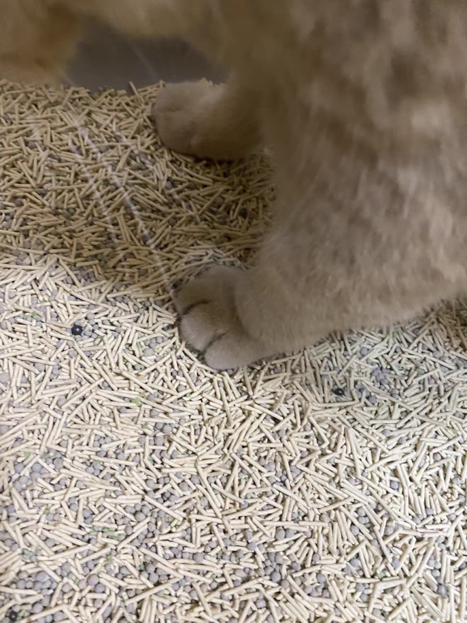 听宠猫砂