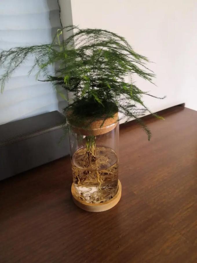 九千谷盆栽