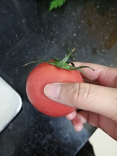 西红柿我最爱的蔬菜！