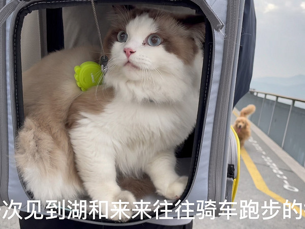 猫狗出游，状况百出，队伍不好带呐！