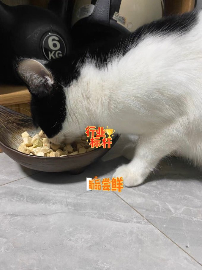 顽皮猫咪干粮