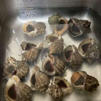 海螺特大贝壳类海鲜水产新鲜青岛特产