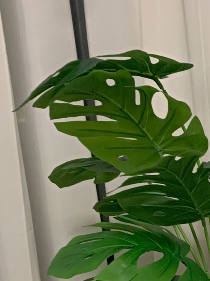 苏宁鲜花绿植