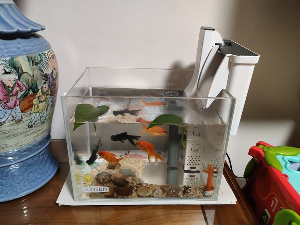 开缸第四天，换了瀑布过滤，还送走了一条鱼