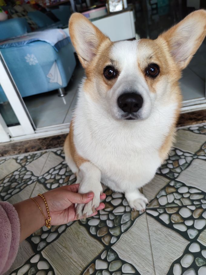 康乖乖宠物零食