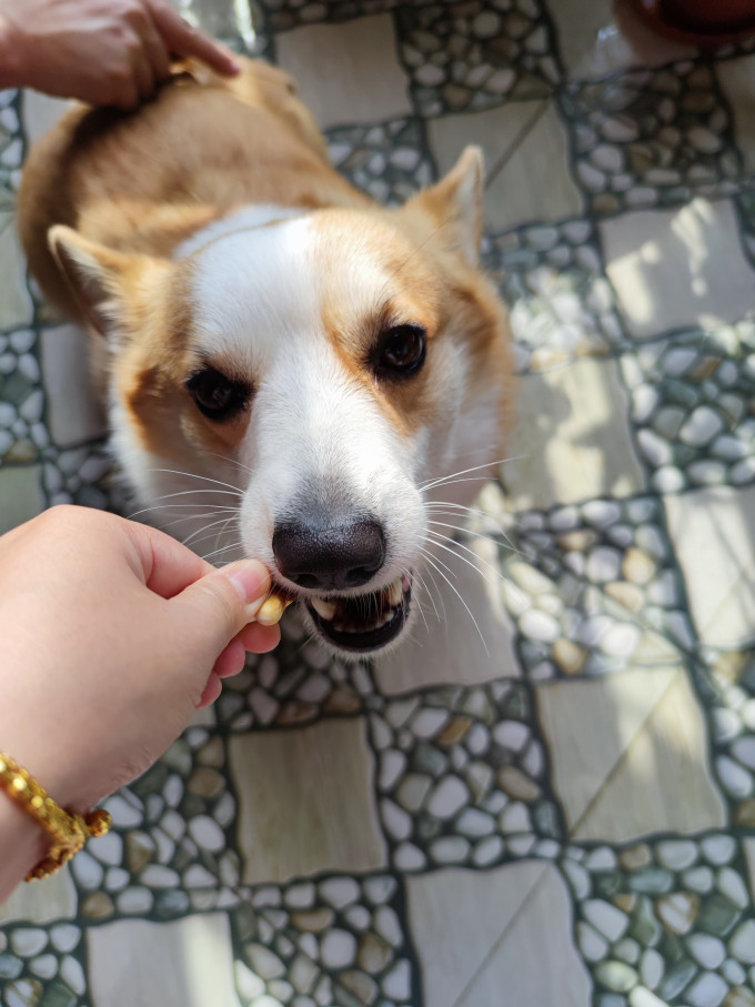 康乖乖宠物零食