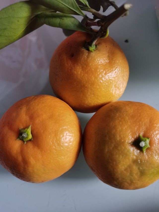 永远吃不腻的橘子