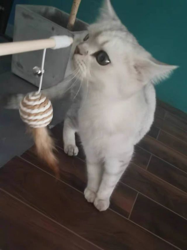 猫咪玩具逗猫棒木质铃铛