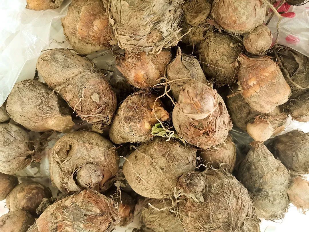 乌脚芋 08图源网络