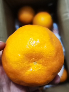 双十一水果-爱媛38号果冻橙