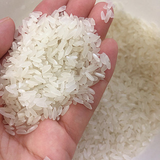 十月稻田鲜米，给家里人安排了！
