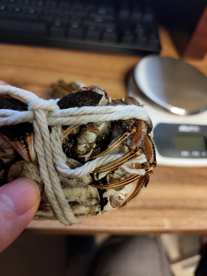 鱻谣蟹类