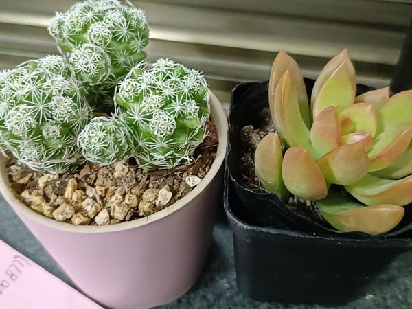 绿色小植物，让心情更舒畅，让眼睛更明亮