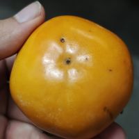 味道超棒的巧克力脆柿