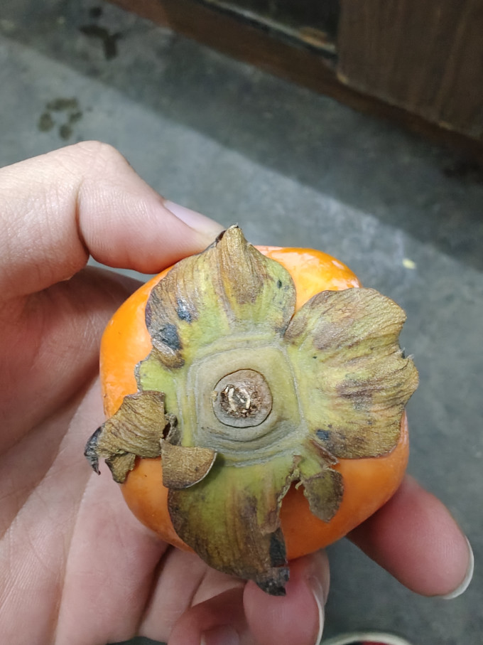 愉果新鲜水果