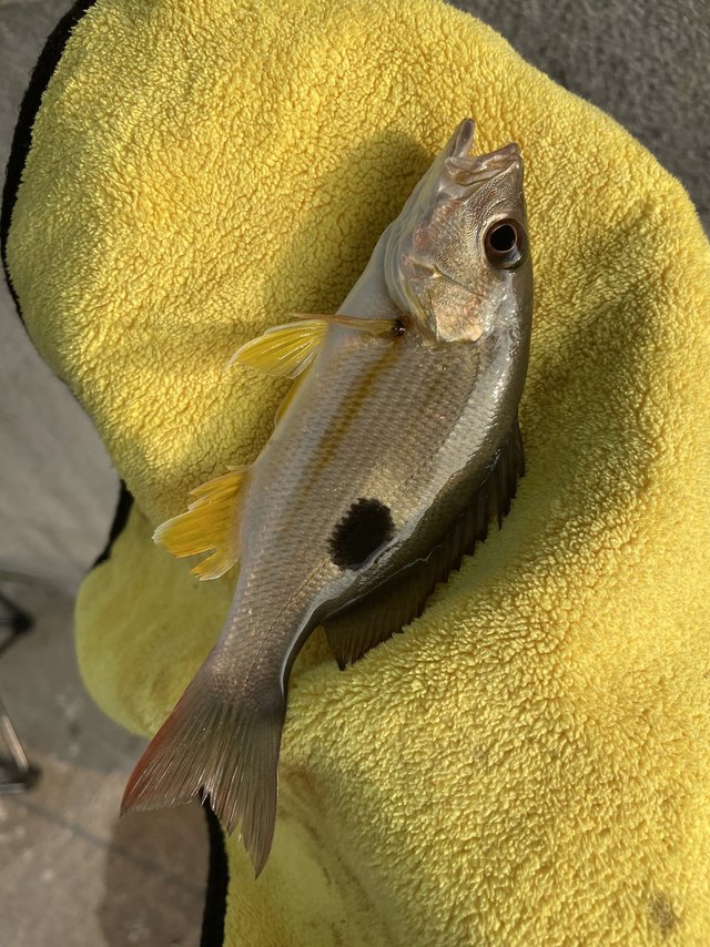 火点这个鱼🐟感觉海边哪里都有😎