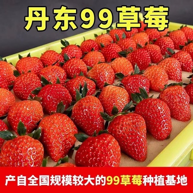 丹东99草莓