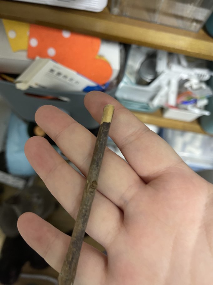 百宠日记猫玩具