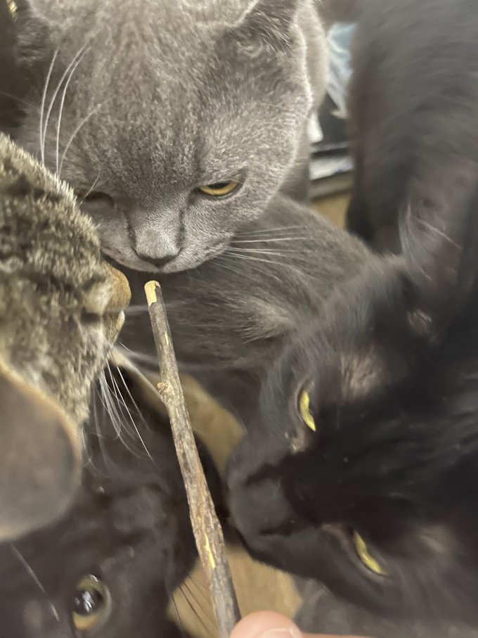 百宠日记猫玩具