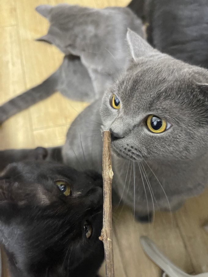 百宠日记猫玩具