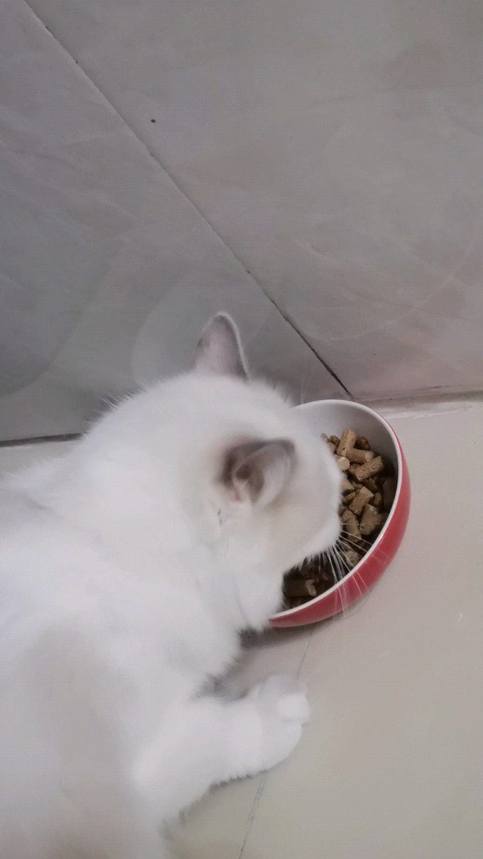 弗列加特猫咪干粮