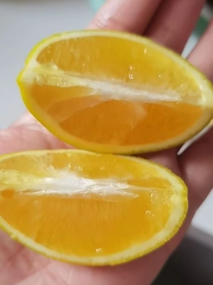 爆橙橙子
