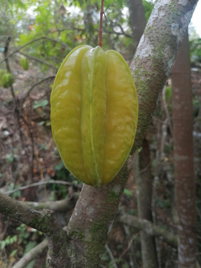 新鲜水果