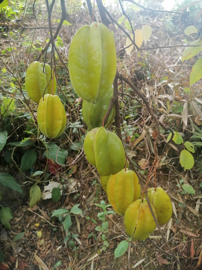 新鲜水果