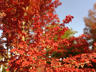 ​绚烂的秋季，我眼中红肥绿瘦
