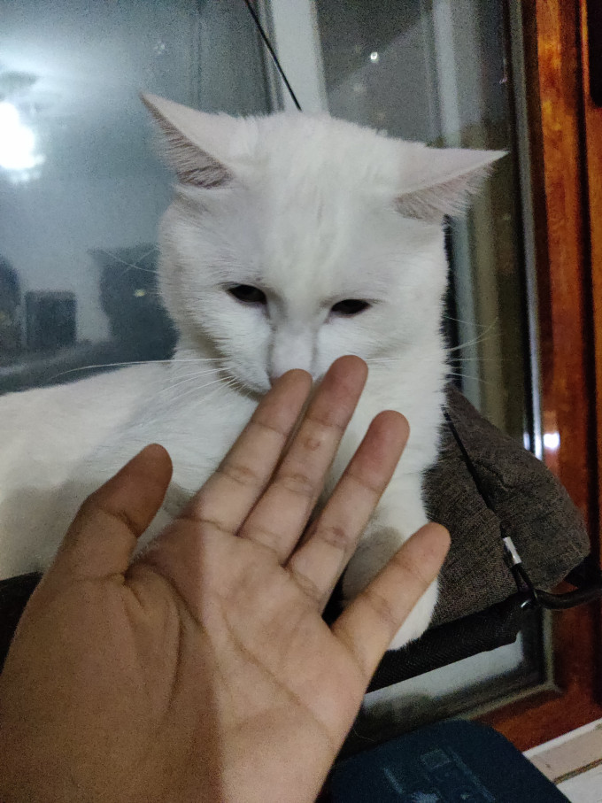 猫咪干粮