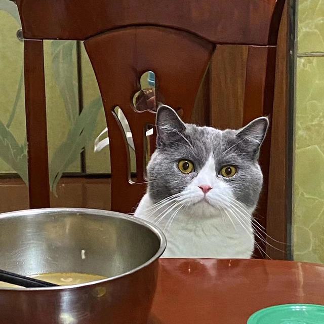 ​养宠家庭看！去除猫尿味，亲测好用的方法