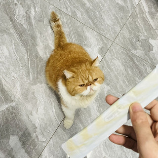 胖喵养成记之训猫零食猫条