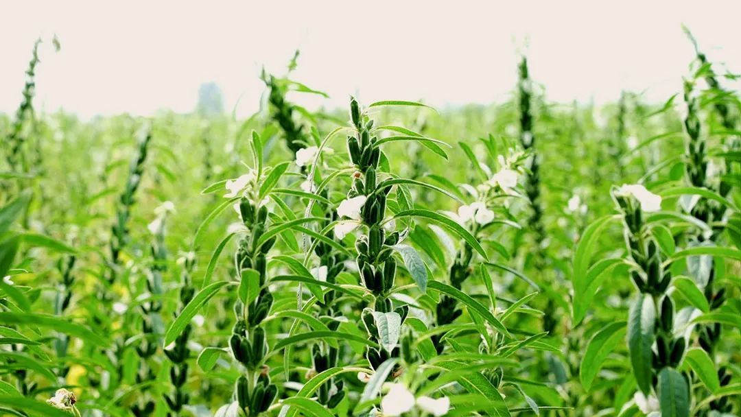 项城优质白芝麻种植示范基地 ©️项城市融媒体中心 项城优质白芝麻种植示范基地 ©️项城市融媒体中心