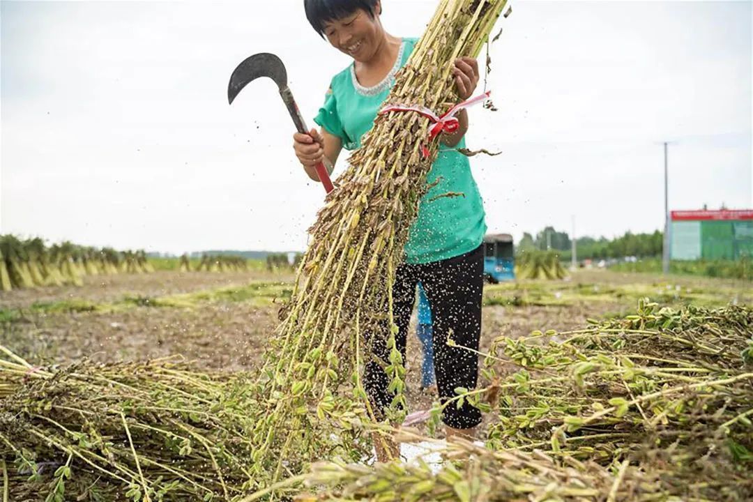平舆芝麻喜获丰收 ©️新华网 平舆芝麻喜获丰收 ©️新华网